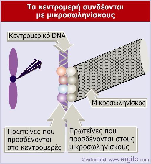 Το κεντρομερές αναγνωρίζεται από μια αλληλουχία DNA που δεσμεύεται από ειδικές πρωτεΐνες.