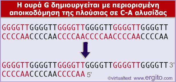 Ένα τυπικό τελομερές έχει μια απλή επαναλαμβανόμενη δομή, με μια πλούσια σε G-T αλυσίδα που προεκτείνεται πέρα