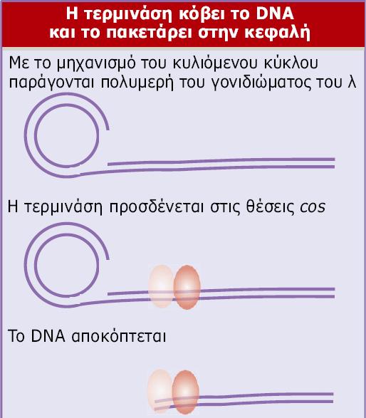 Η πρωτεΐνη τερμινάση προσδένεται σε ειδικές θέσεις σε ένα