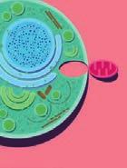 قدا الكابت للورم.APC High-fat diet enhances stemness and tumorigenicity of intestinal progenitors S Beyaz et al doi: 10.