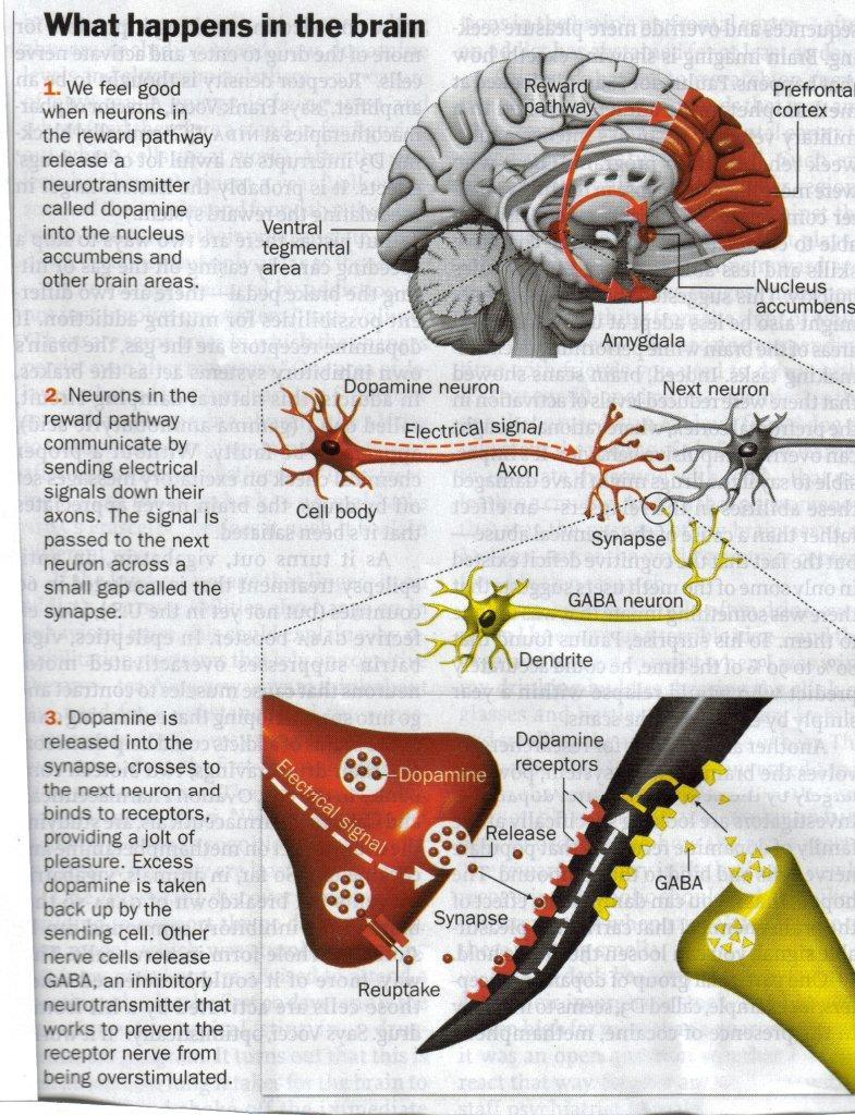 Možganski nagrajevalni krog- 2 Učinek PAS je anatomsko in nevrotransmitersko omejen na tako imenovano hedonsko mezokortikolimbično pot.