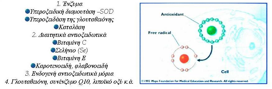 Με βάση τα παραπάνω καθίσταται αναγκαία η προστασία του οργανισμού από την καταστρεπτική δράση των ελεύθερων ριζών.