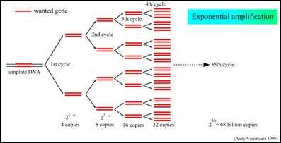 συνδυασµό µε την PCR και εφαρµόζεται στα τµήµατα DNA που έχουν ενισχυθεί µε την τεχνολογία της PCR.