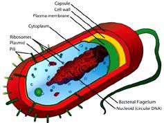 Diferencias entre Prokaryote y Eukaryote Prokaryote Eukaryote Tamaño 0.