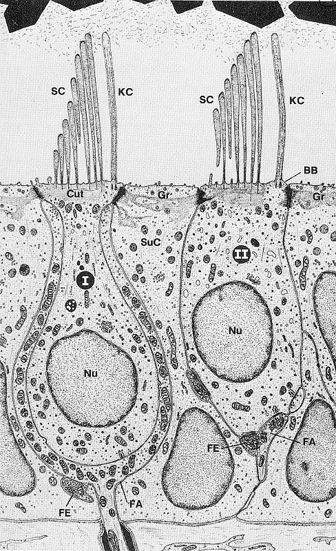 18 α ) Η α ι θ ο ς ζ α ί α μ ο ί π α [ Ε η θ φ λ α 4 ] Δ ι κ ό ν α 4 : Σ μ ή μ α η η ρ α ι