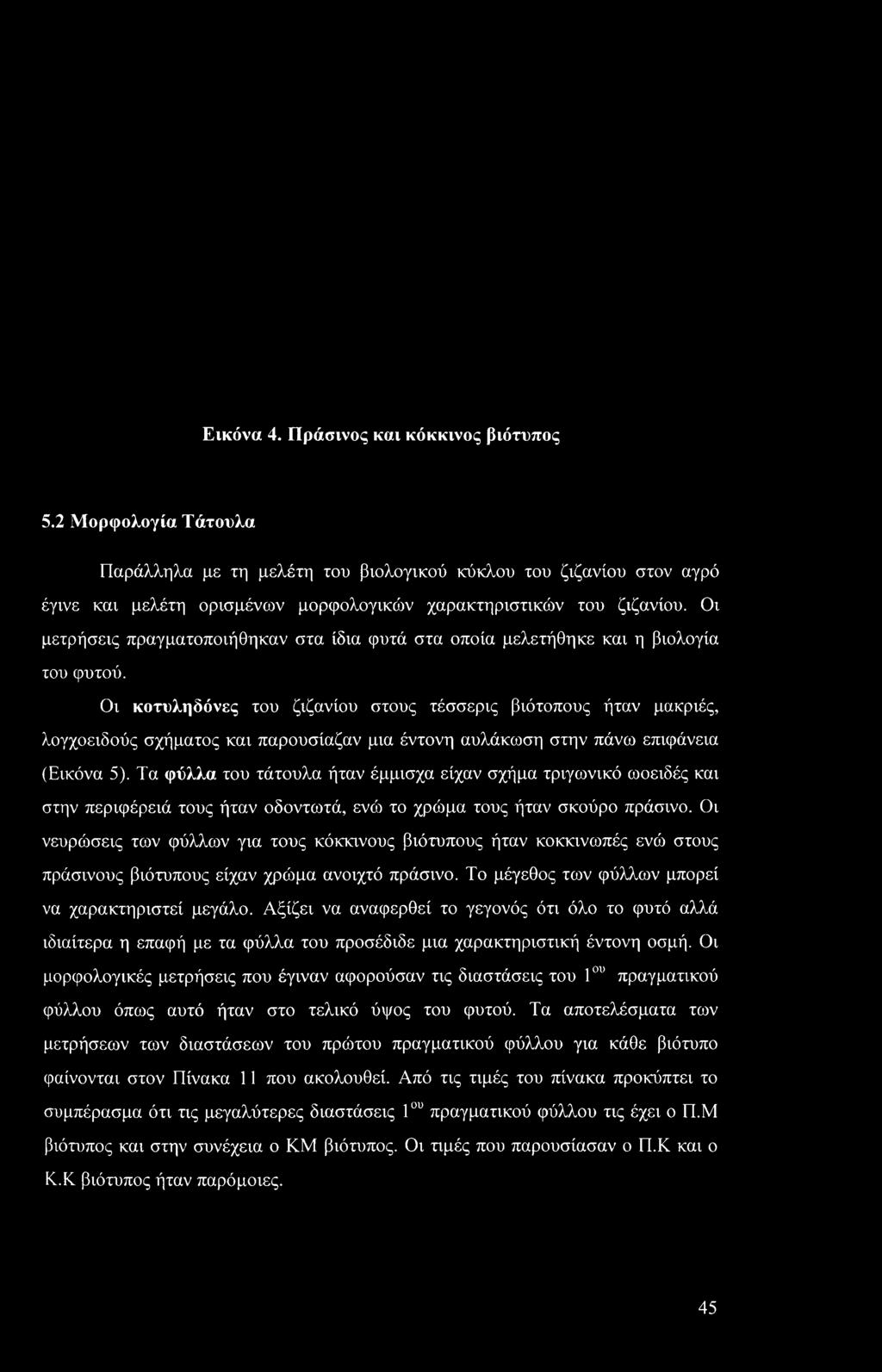 Τα φύλλα του τάτουλα ήταν έμμισχα είχαν σχήμα τριγωνικό ωοειδές και στην περιφέρειά τους ήταν οδοντωτά, ενώ το χρώμα τους ήταν σκούρο πράσινο.