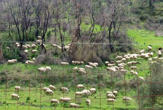 Η βόσκηση των ζώων μέσα σε μια λιβαδική μονάδα μπορεί να οργανωθεί κατά χρόνο ούτως ώστε: Να αξιοποιείται η βοσκήσιμη η