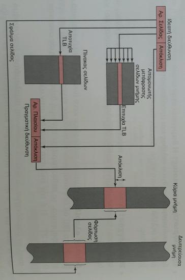 Οργάνωςη Τλικοφ ελιδοποίηςησ με Χρήςη Απομονωτή Μετάφραςησ ελίδων Πθγι: Stallings, W. (2017).