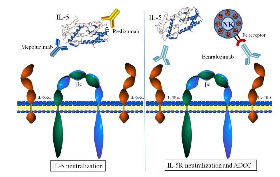 OTHER ANTI-IL-5 Abs Reslizumab: Humanized IgG4