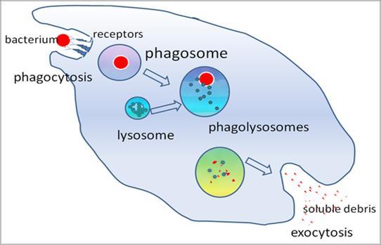 Φαγοκυττάρωση Τα φαγοκύτταρα είναι κατηγορία λευκών αιμοσφαιρίων και διακρίνονται στα: o ουδετερόφιλα o και στα μονοκύτταρα, τα οποία, αφού διαφοροποιηθούν σε