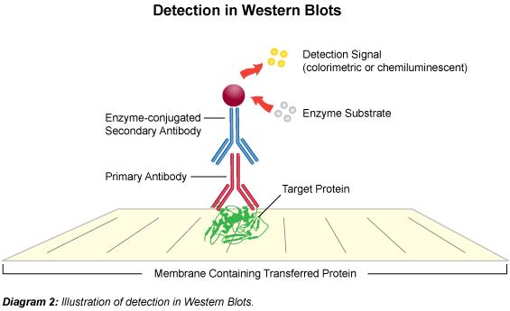 Western blong ή Ανοσοαποτύπωση: η ανίχνευση