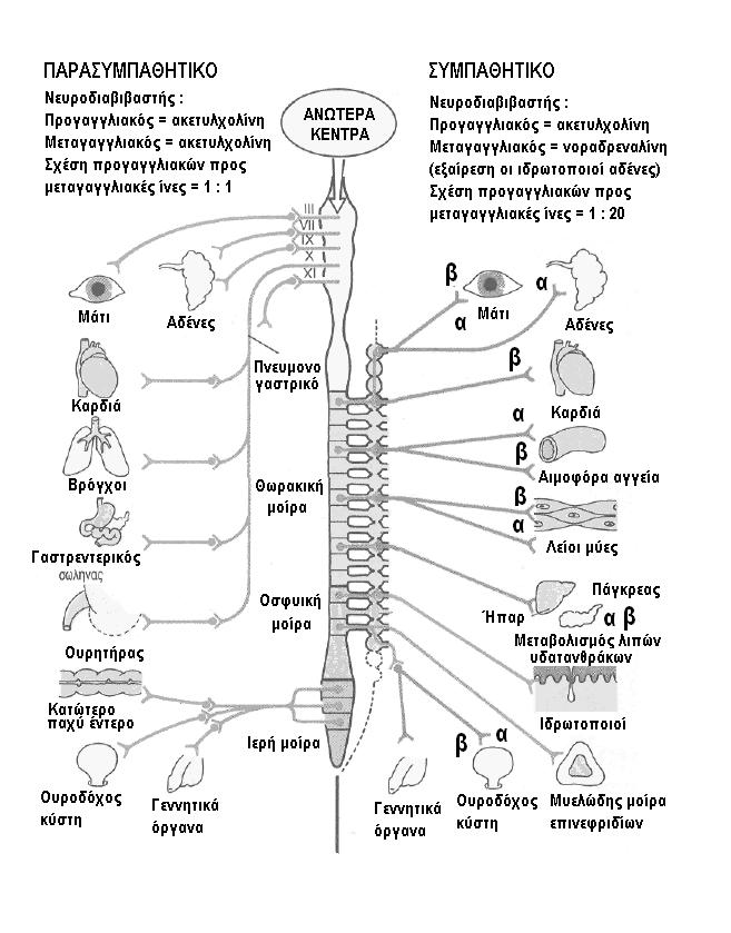 Μαρίνα Σημαιοφορίδου 17 Σχήμα 5. Το αυτόνομο νευρικό σύστημα. δία. Η απάντηση στο stress δεν πρέπει να θεωρηθεί ομοιόμορφη, αλλά μπορεί να ποικίλλει σε ένταση και εκδηλώσεις.