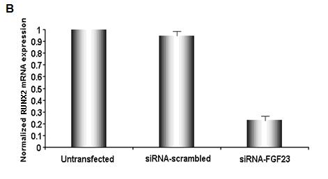 Ειδικό Μέρος Αποτελέσματα p<0.0001 * * * p<0.0001 * Εικόνα 31. Τα επίπεδα mrna του RUNX2 ομολοποιημένα ως προς το γονίδιο αναφοράς GAPDH Α.