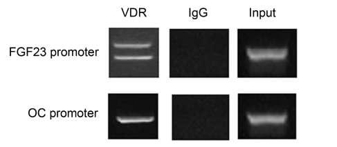 Ειδικό Μέρος Αποτελέσματα Εικόνα 35. Ανάλυση του υποκινητή του FGF23 για την παρουσία VDREs με την τεχνική της ανοσοκατακρήμνισης τα χρωματίνης (ChIP) σε οστεοαρθριτικά χονδροκύτταρα.
