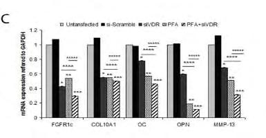Ειδικό Μέρος Αποτελέσματα p<0,0001 Εικόνα 37. Συνεργιστική δράση της αναστολή του VDR και της επίδρασης με PFA σε ΟΑ χονδροκύτταρα. Μεταγραφική έκφραση των A. FGF23, B.