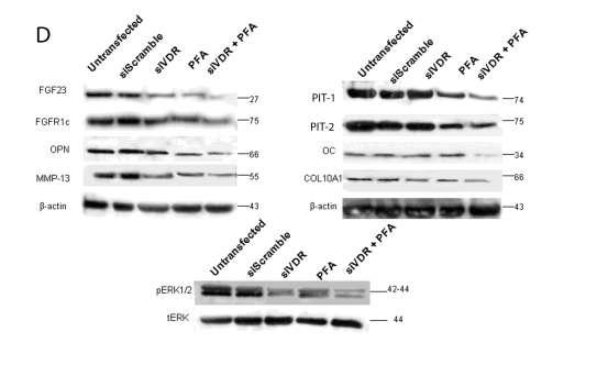Πρωτεϊνική έκφραση των FGF23, PiT-1, PiT-2, FGFR1c, COL10A1, OC, OPN και MMP-13 ομαλοποιημένη ως προς την πρωτεΐνη αναφοράς β-actin.