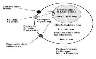 παρουσιάζουν φυσιολογικό μεταβολισμό και παράγουν μόρια ECM που προέρχονται από τον χόνδρο [113]. Εικόνα 8.