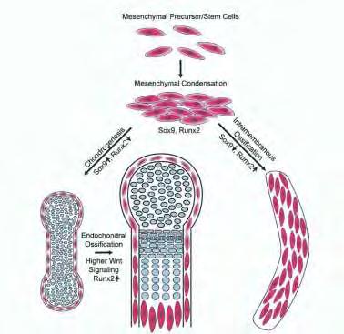 Εικόνα 11. Προτεινόμενο μοντέλο του μοριακού μηχανισμού που καθορίζει το σχηματισμό οστεοβλαστών και χονδροκυττάρων κατά την ενδοχόνδρια και ενδομεμβρανική οστεοποίηση [195]. A.2.