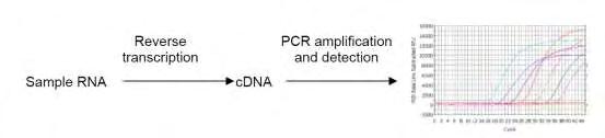 Ειδικό Μέρος Υλικό και Μέθοδοι Οι συνθήκες PCR που εφαρμόστηκαν ήταν οι εξής: αρχική αποδιάταξη στους 95 o C για 5 λεπτά 40 κύκλοι στους οποίους πραγματοποιείται ενίσχυση της αλληλουχίας-στόχου σε