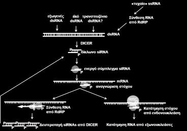 Στη συνέχεια ο μη πληροφοριακός κλώνος των sirnas συνεργαζόμενος με κυτταρικές πρωτεΐνες σχηματίζει το ενεργό sirna σύμπλεγμα το οποίο αναγνωρίζει το mrna στόχο.