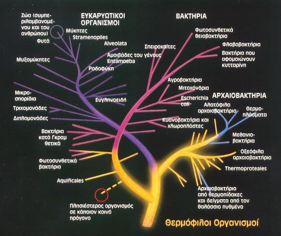 Εξέλιξη της