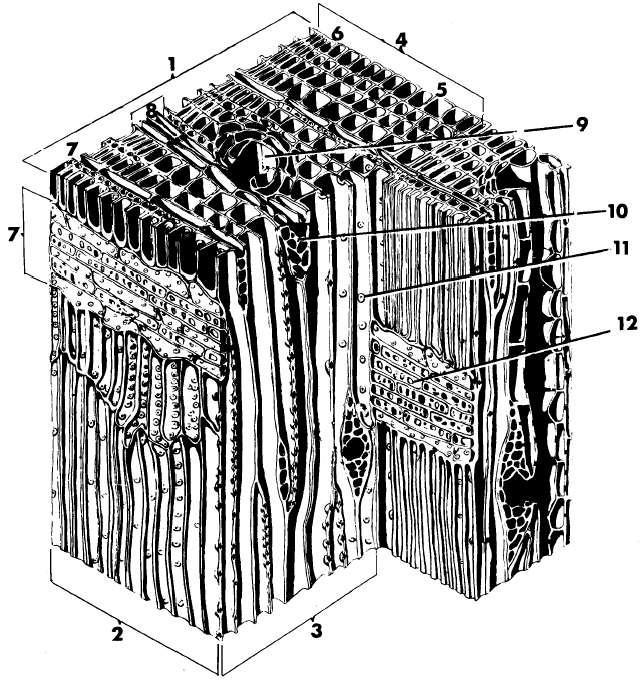Μικροσκοπική εμφάνιση ξύλου κωνοφόρου 1. Εγκάρσια επιφάνεια 2. Ακτινική επιφάνεια 3. Εφαπτομενική επιφάνεια 4. Ετήσιος δακτύλιος 5.