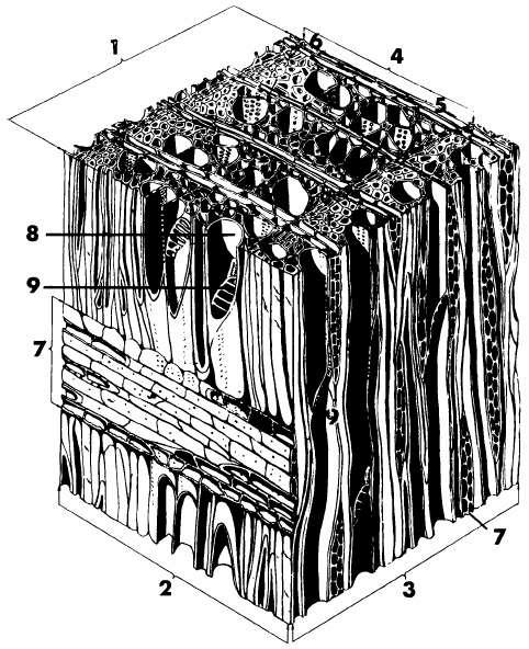 Μικροσκοπική εμφάνιση ξύλου πλατύφυλλου 1. Εγκάρσια επιφάνεια 2. Ακτινική επιφάνεια 3.