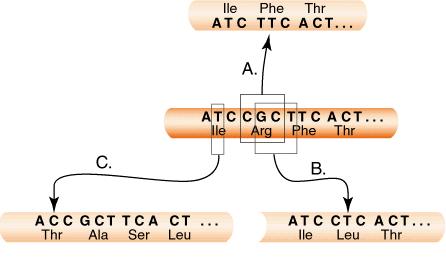 15 Deleţiile şi inserţiile genice Tipuri: Mecanisme de producere: Consecinţe deleţia sau inserţia 1 sau mai multor nucleotide decalarea fazei de lectură (25% din mutaţii, majoritatea bolilor
