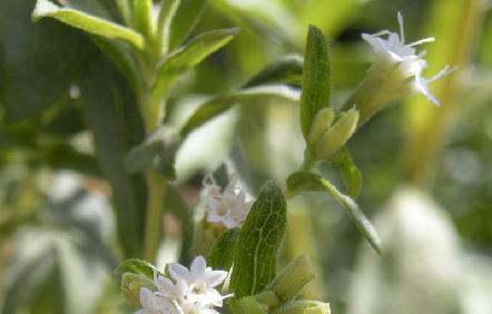 Η Στέβια ( Stevia rebaudiana) είναι είδος φυτού με προέλευση τη