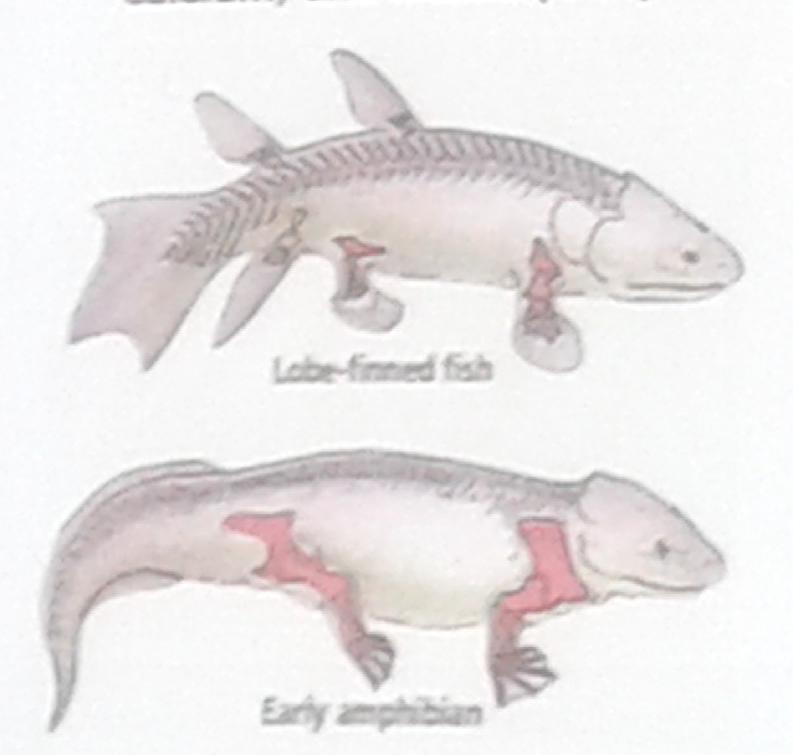 Evolution of Calcium Homeostasis From water to land Parathyroids Fish: excess calcium, low phosphate Conserve Calcium Amphibians- : low calcium, excess phosphate
