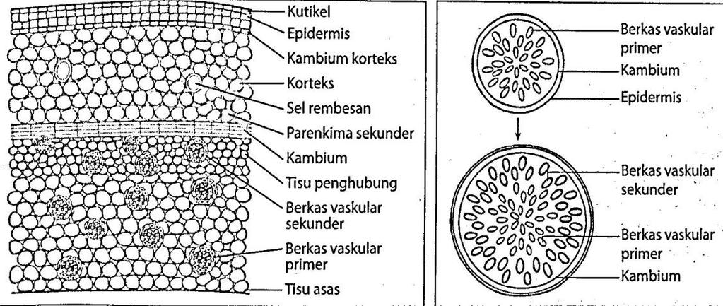 Modul Sempoi Biologi Tingkatan 5 Pdf Free Download