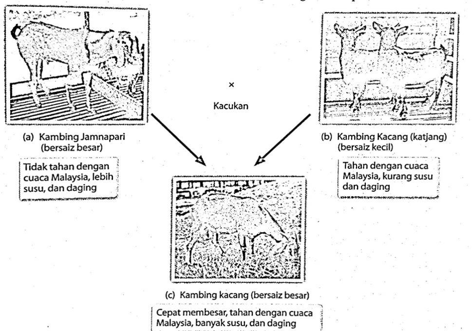 (iii) Penghasilan Jagung jenis Manis Madu atau Masmadu dari MARDI ialah hasil pembiakbakaan antara jagung Honey Jean No.