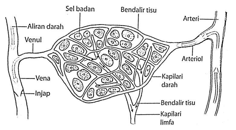 6. Bendalir limfa akan mengalir ke dalam salur limfa yang lebih besar dan akhirnya kembali ke sistem peredaran darah. 7.
