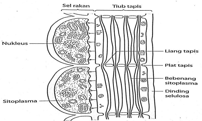 6. Kehadiran gula yang banyak dalam floem menyebabkan air dari xilem meresap ke dalam floem melalui osmosis. 7.