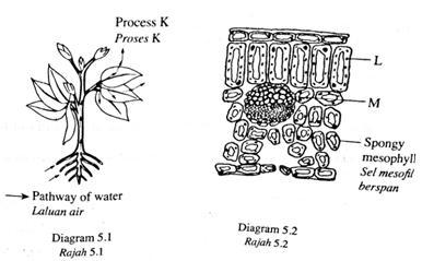 7. Keadaan ini menyebabkan air meresap keluar secara osmosis dari sel-sel berdekatan dan dari xilem. 8.