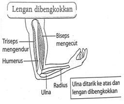 Otot rangka biseps dan triseps, iaitu otot-otot pada lengan 6. Apabila otot biseps mengecut, otot triseps mengendur. Hal ini membolehkan lengan dibengkokkan. 7.