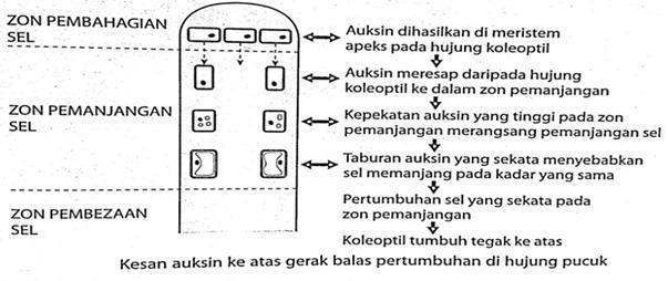 Pemerhatian Inferens Kesimpulan Hujung diletak semula, koleoptil tumbuh ke atas koleoptil tumbuh tegak ke atas.