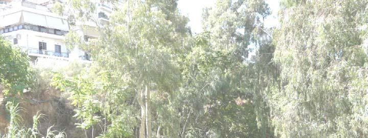Κων/πόλεως) Olea europaea (ελιά) Eucalyptus globulus (Ευκάλυπτος).