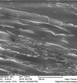 ro Imagini SEM Fag acoperit cu lac hidrodiluabil cu alumina (a), ITO (b) Elemente de noutate dezvoltare de materiale nanostructurate aditivi in formularea lacurilor hidrodiluabile pentru