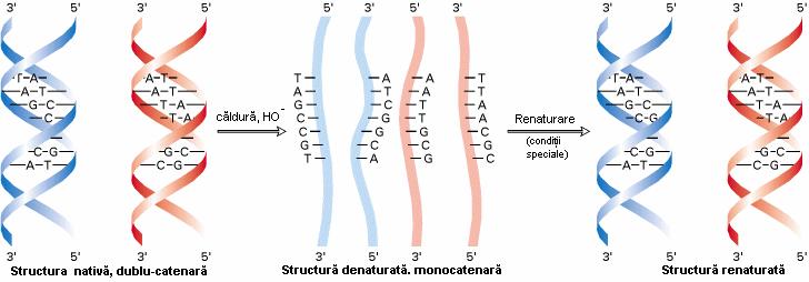 moleculelor de