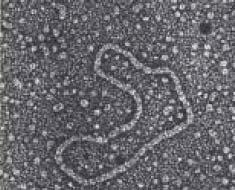 Tipuri de molecule ADN ADN monocatenar