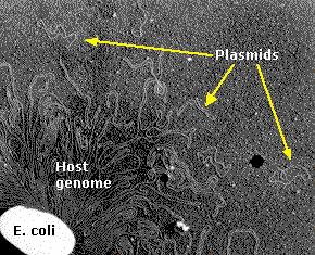 bacterian Plasmide bacteriene ADN