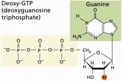 Nucleotid = datp deoxyadenosine triphosphate bază azotată pentoză (un zahar