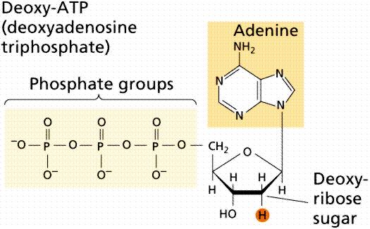 = purine dgtp deoxyguanosine triphosphate dctp deoxycytidine triphosphate