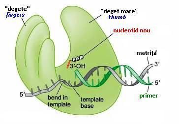 Ordinea evenimentelor în n sinteza ADN: Nucleotidul nou se împerechează cu următorul nucleotid liber de pe matriță Numai un nucleotid nou complementar cu cel liber de pe matriță ă se poate împerechea