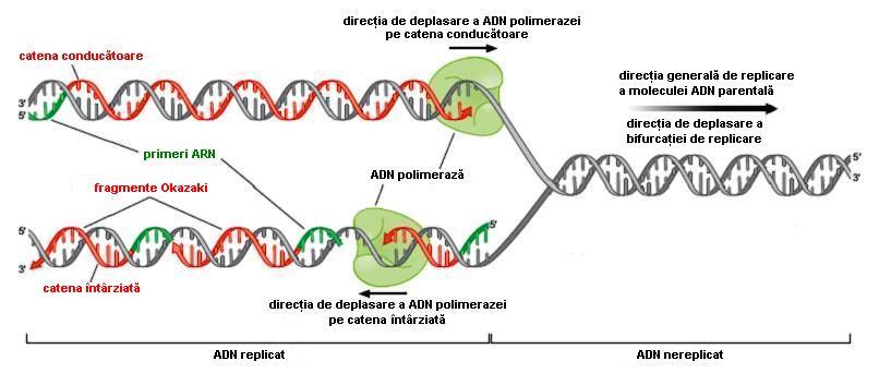 La o bifurcație de replicare, ambele catene