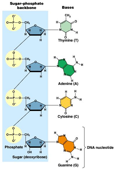 În structura ADN nucleotidele sunt legate între ele prin legături
