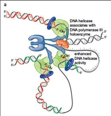 F IGUR E 9 24 Binding of the DNA helicase to DNA Pol III holoenzyme stimulates the rate of DNA strand separation.
