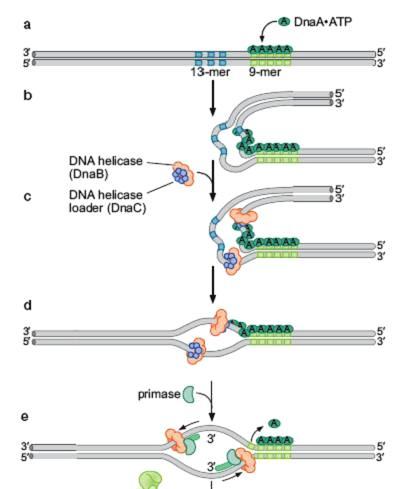 Proteinele iniţiator: iator: - se ataşează la replicator,, situs-specific: specific: E.