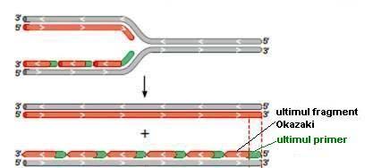 Terminarea replicării ADN linear - cromozomii de la eucariote 1.